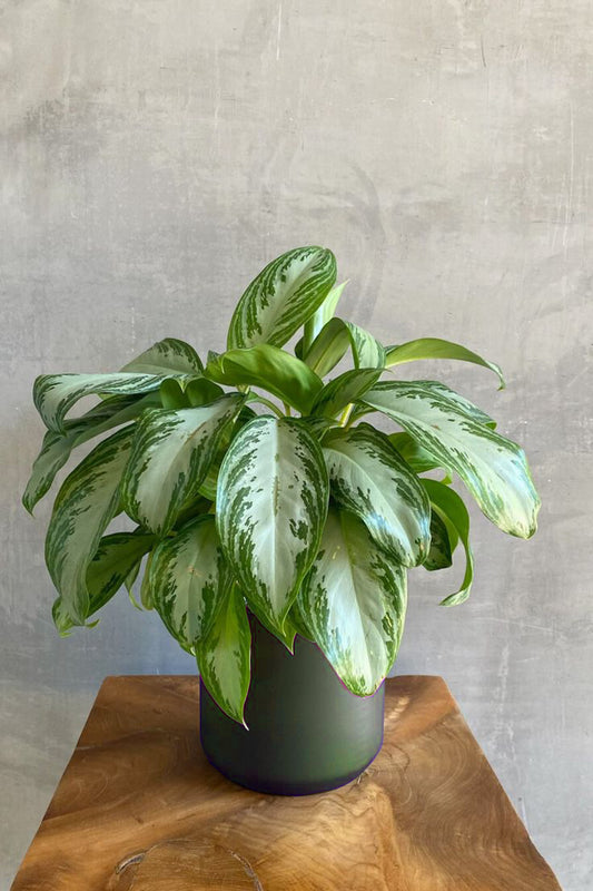Aglaonema Dove