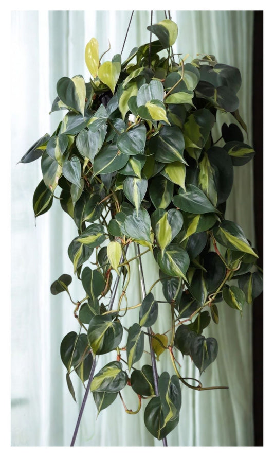 Philodendron Brasil