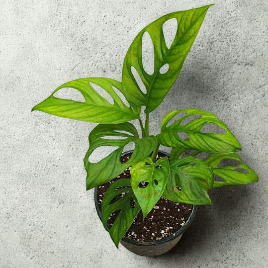 Philodendron Broken Heart