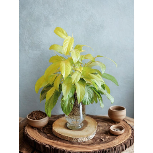 Philodendron Ceylon Golden