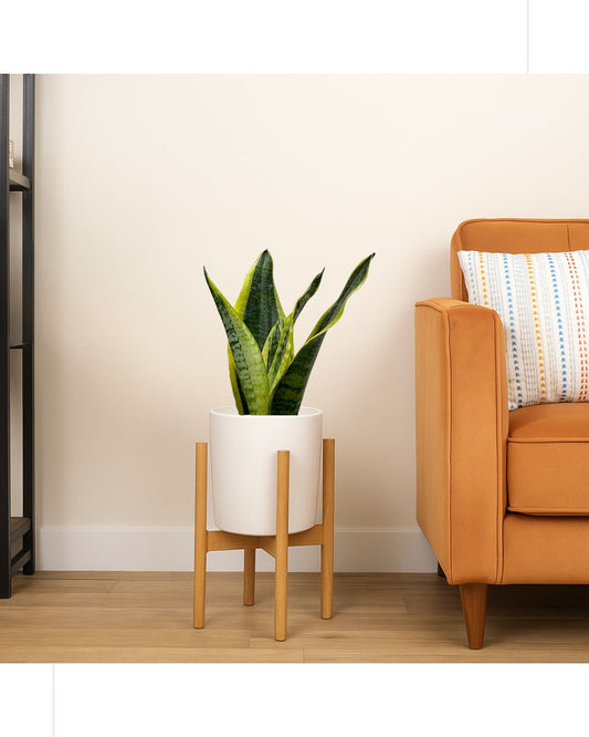 Sansevieria (Snake Plant) Small