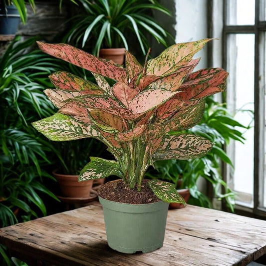 Aglaonema Pink Beauty