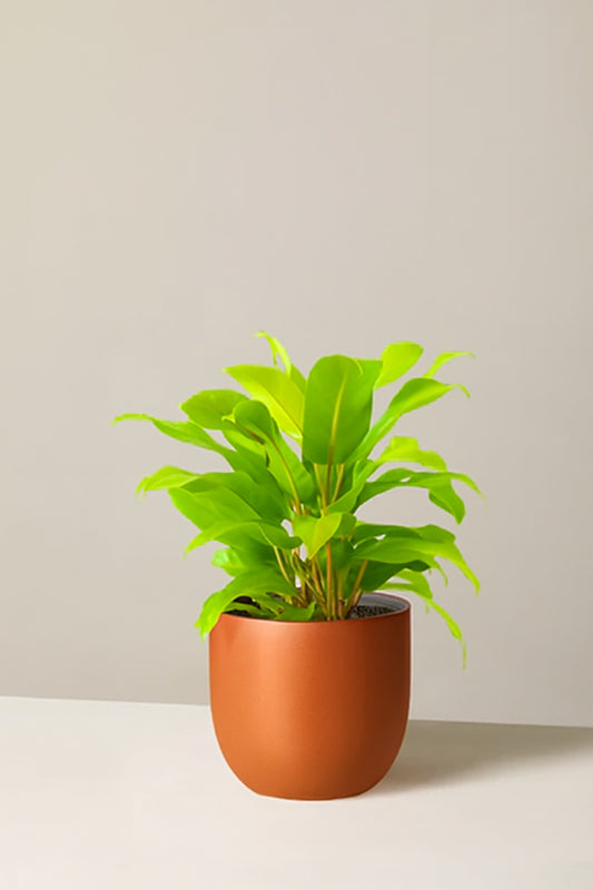 Philodendron Ceylon