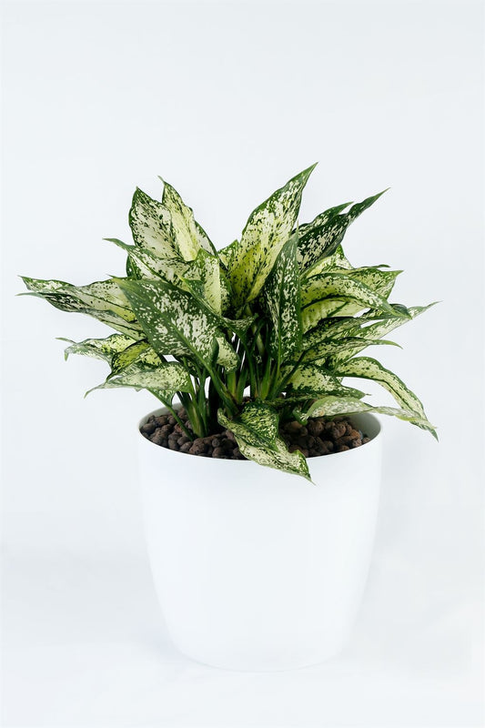 Aglaonema Snow White